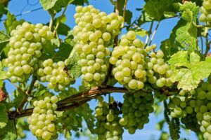 Що таке гроно