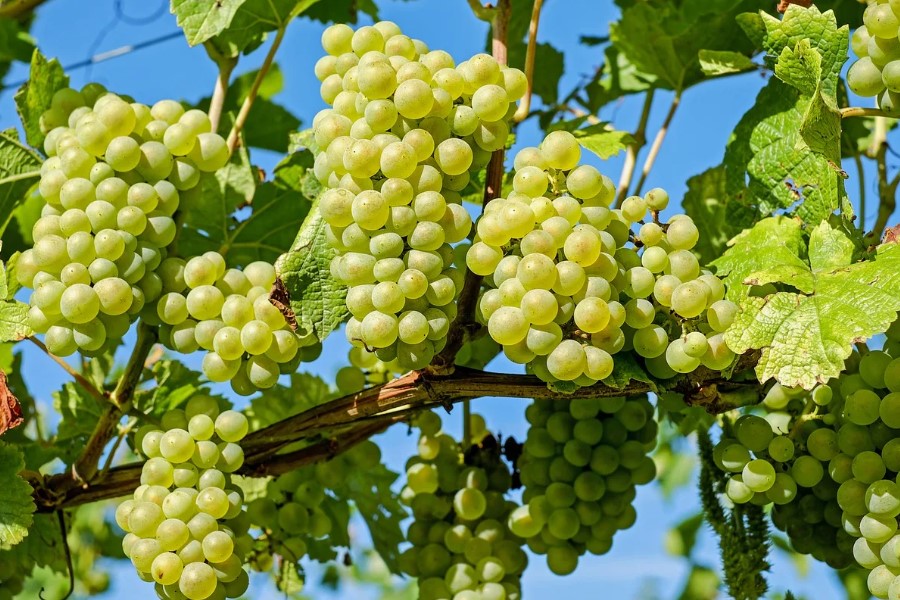 Що таке гроно